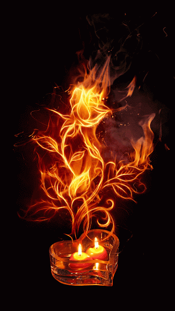 Fire Rose Image